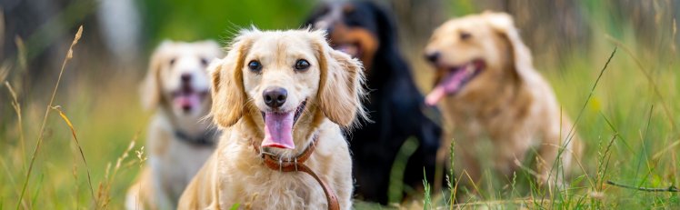 Dogs on a meadow