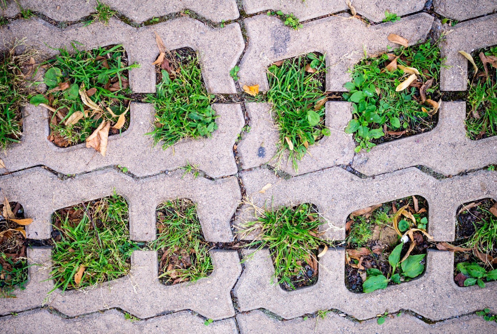 green grasses in  holes of paving blocks. background, pattern
